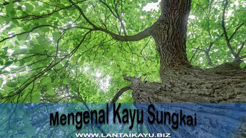 6 Fakta Kayu Sungkai Yang Menarik & Banyak Manfaatnya mengenal kayu sungkai beserta harga, plus minus dan manfaatnya