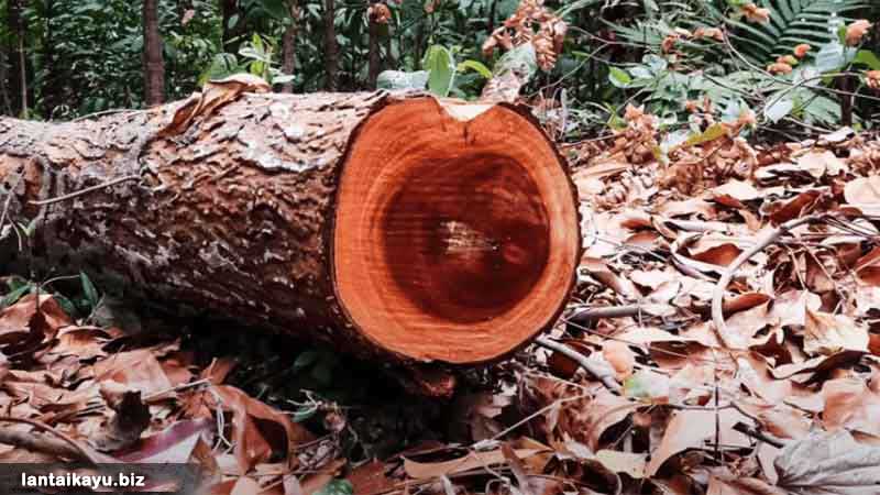 Kualitas Kayu Mahoni yang Termasuk Kelas ll harga kayu mahoni
