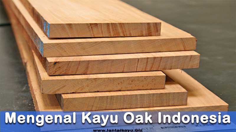 apa itu kayu oak? apakah banyak di Indonesia
