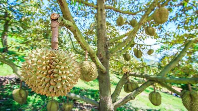 Daftar Jenis Kayu Kelas IV Dari Segi Keawetan mengenal kayu durian