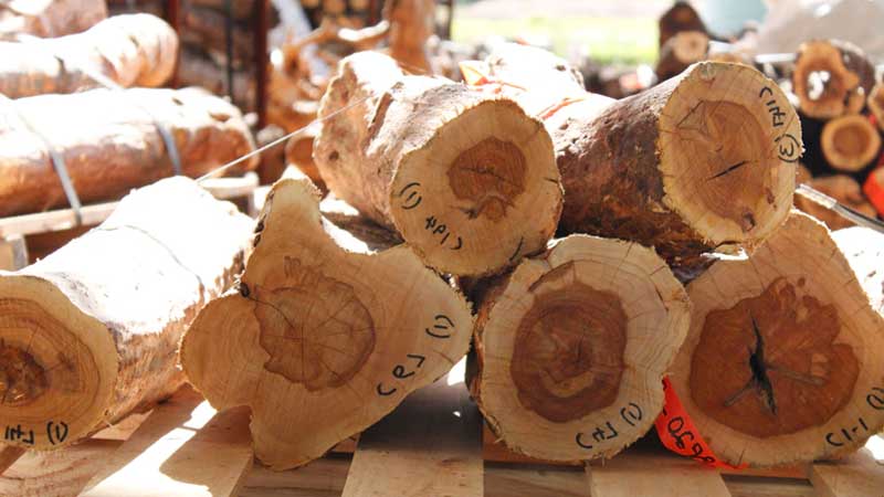Kayu Cendana yang Dikenal Karena Wangi jenis-jenis kayu cendana