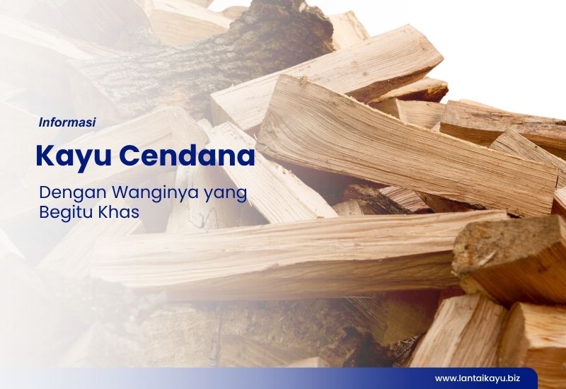 Kayu Cendana yang Dikenal Karena Wangi kayu cendana
