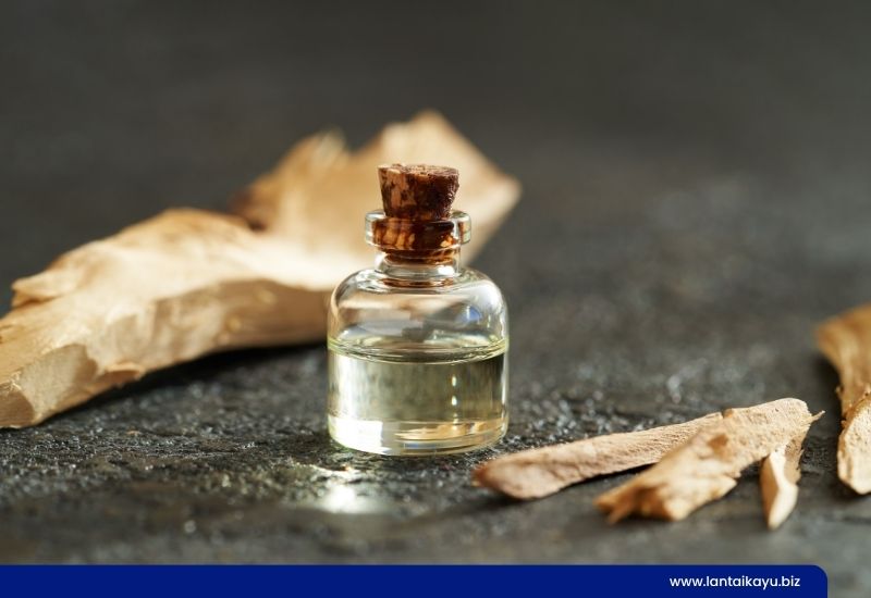 Kayu Cendana yang Dikenal Karena Wangi parfum dari kayu cendana