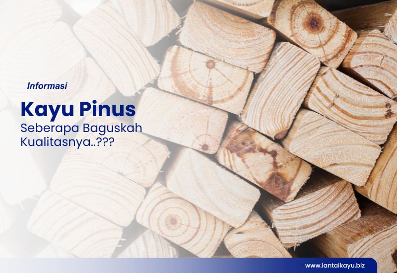 Ingin Tahu Keunggulan dan Kekurangan Kayu Pinus? kayu pinus