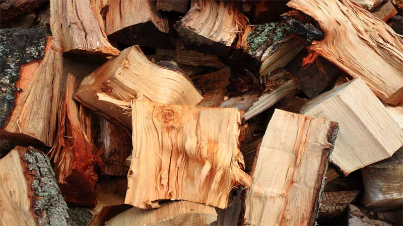 Ingin Tahu Keunggulan dan Kekurangan Kayu Pinus? perbandingan pinus dan jati belanda