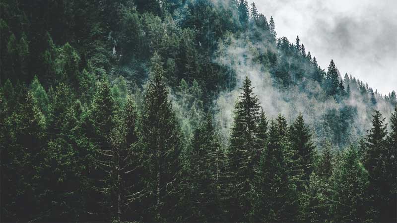 Ingin Tahu Keunggulan dan Kekurangan Kayu Pinus? morfologi pohon pinus