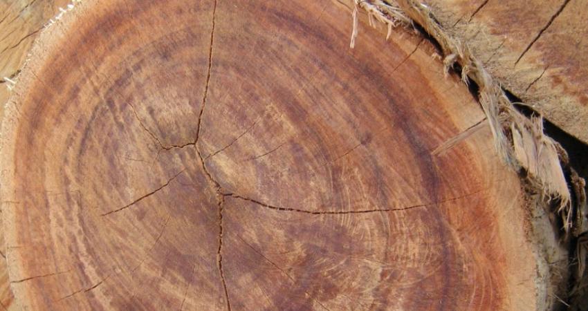4 Jenis Kayu Pilihan untuk Decking Outdoor Minimalis jenis kayu untuk decking outdoor