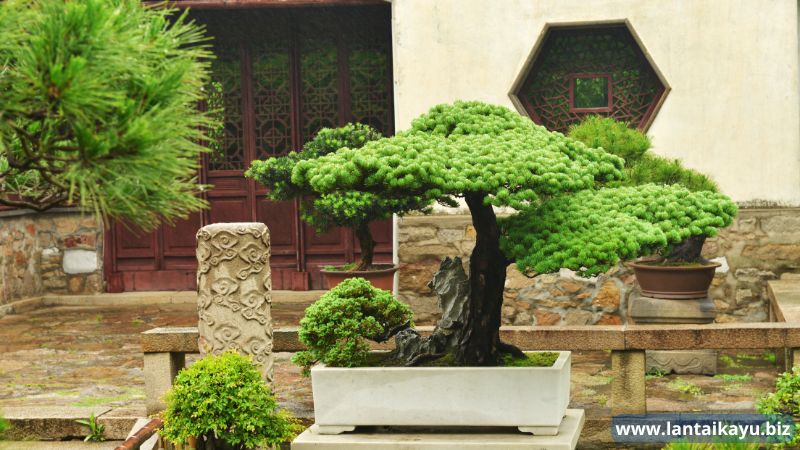 Yuk, Intip Desain Rumah China Mulai Dari Interior dan Eksteriornya Ketersediaan Ruang Terbuka