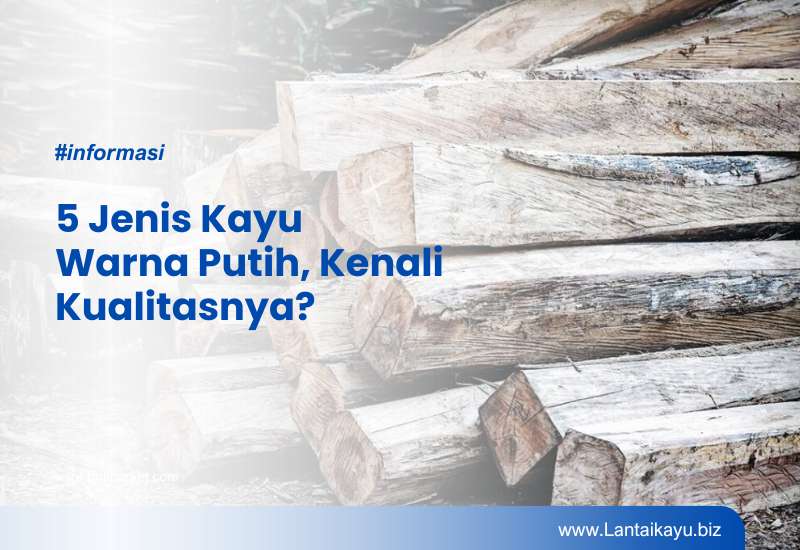 5 Jenis Kayu Warna Putih Terbaik Beserta Kualitasnya Jenis Kayu Warna Putih