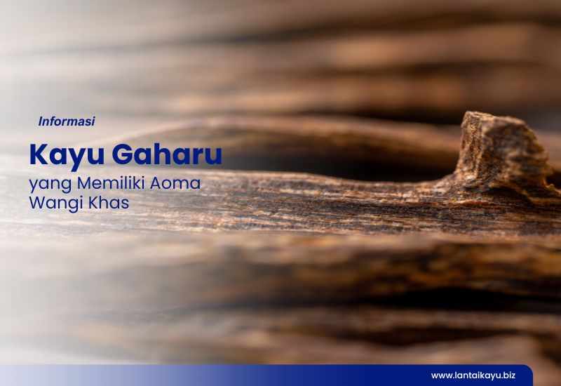 Semahal Inikah Harga Kayu Gaharu di Pasaran? kayu gaharu