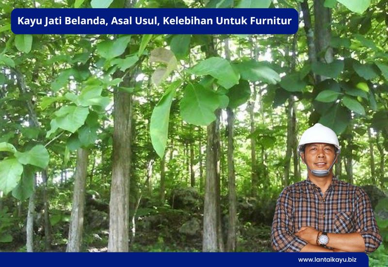 Pohon Jati Belanda, Keunggulan dan Karakteristiknya Pohon Kayu Jati belanda