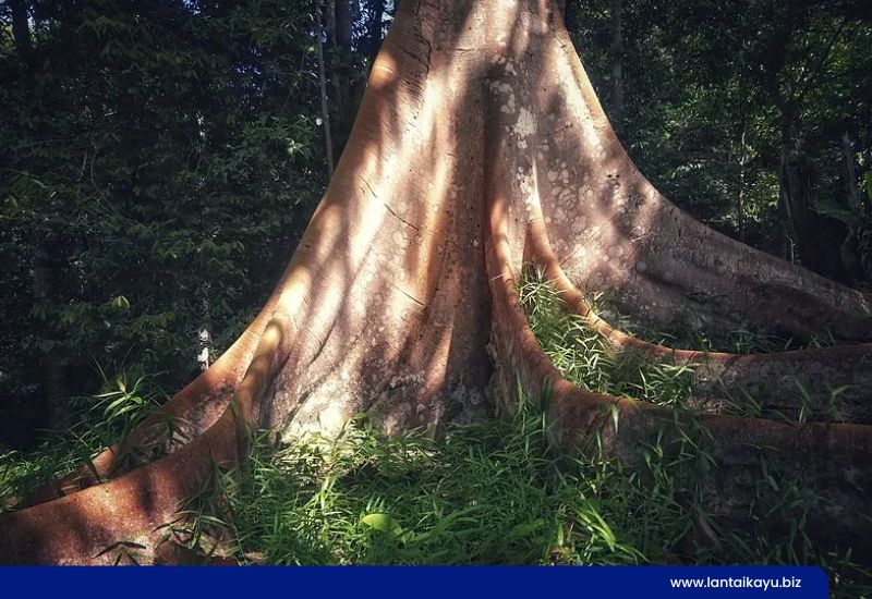 Mengenal Pohon Kayu Ulin yang Kuat dan Bernilai Tinggi dari Kalimantan pohon kayu ulin