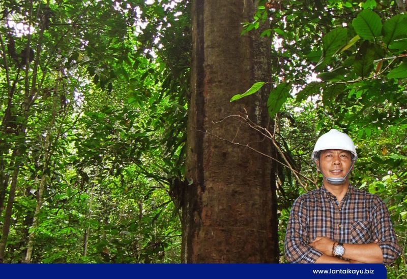 Kayu Ulin Adalah: Definisi, Asal Usul, dan Kenapa Disebut Kayu Besi Penjual lantai kayu Indonesia